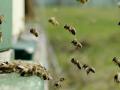Пчелы вымирают: Украина покинула тройку мировых экспортеров меда