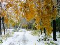 Будут в Украине ли морозы и снег на новогодние праздники: прогноз климатолога