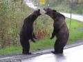 В Канаде двое медведей устроили "разборки" на трассе
