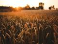 Україна, Туреччина та ООН офіційно підписали угоду щодо розблокування експорту зерна