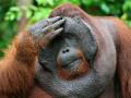 Лесные пожары в Индонезии серьезно вредят местным орангутангам
