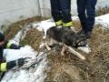 В Черкасской области спасли собаку, которая пробыла в колодце почти сутки