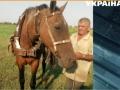 Почти полгода двое пенсионеров не могут поделить лошадь 