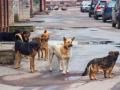 В Украине ежегодно от нападений собак гибнут до десяти человек