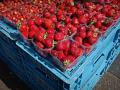 Сезон клубники разгорается: когда в Украине подешевеет дорогая ягода