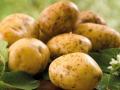 В Украине появилась молодая картошка: цены упали на 30%