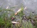 В прудах Голосеевского района Киева погибла рыба: подозревают отраву