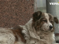 В Черкассах люди спасают от жары бездомных животных