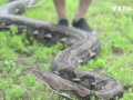 Претендент на рекорд: в зоопарке Флориды показали гигантского питона