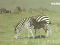 В Кении появилась "леопардовая" зебра