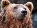Эксклюзив: В клетках на Прикарпатье нашли изможденных медведей