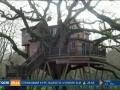 Украинцы начали строить шикарные дома на деревьях