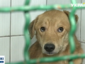 Шесть собак спасли из плена в Харькове: животные уже не могли стоять на ногах