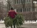 В Киеве работают 15 пунктов приема новогодних елок: когда они открыты