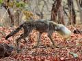 В Индии спасли волка, застрявшего в пластиковом контейнере 