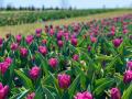 Под Херсоном ради медиков срезали целое поле тюльпанов