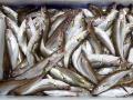 Украина теряет экспорт рыбы: кому продаем