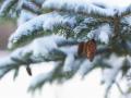 Морозы ударят до -15, местами снег с дождем: прогноз погоды