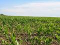 Яровые зерновые и зернобобовые посеяли на 95% прогнозных площадей