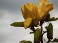 В Ужгороде зацвели экзотические тюльпановые деревья