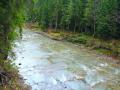 Лес не может справиться со стихией горных рек - Заблоцкий