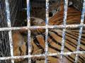 Двое из тигров, которые чуть не погибли на границе Беларуси и Польши, нашли новый дом