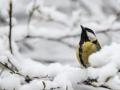 Синоптик удивил неожиданным прогнозом на зиму: украинцев ждет теплая зима