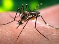 На Филиппинах объявили эпидемию денге - с начала года умерли более 600 человек
