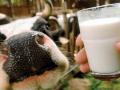 Эксперты объяснили, почему в Украине дорожает молоко
