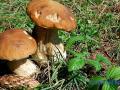 Как отличить съедобные грибы от ядовитых "двойников"