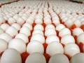 Виробництво яєць в Україні зменшилося на 13,5% — Держстат