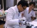 Японським науковцям удалося вакциною знищити ВІЛ в організмі мавп