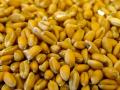 Пшеница, масла и туалетная бумага: Украина запретила ввоз ряда товаров из РФ