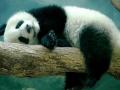 В Китае заявили, что гигантские панды больше не принадлежат к видам животных, которые исчезают
