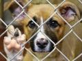 Як каратимуть за катування тварин: новий закон передбачає штрафи до 8,5 тисячі та арешт