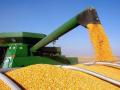 Украинская кукуруза вытесняет американскую с рынка Китая - Reurers