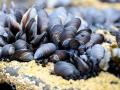 Акватории Черного моря будут предоставлять в аренду для выращивания мидий