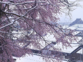 В Японии апрельский снег припорошил сакуры