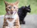 Во Львове проведут первый в мире подсчет уличных котов