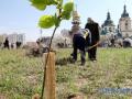 В этом году в Киеве планируют высадить более 100 тысяч деревьев