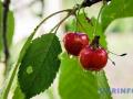 Ранней черешни в этом году не будет: Мелитополь теряет урожай из-за дождей