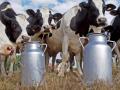 Молочные продукты остаются лидерами среди фальсификата