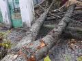 Ураган в Ужгороде повалил деревья и повредил здания