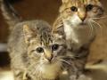 Коты болеют COVID-19 и могут заразиться от людей - ученые