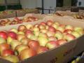 Україна цьогоріч експортувала яблука у 65 країн