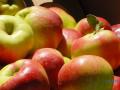 Урожай яблок на Херсонщине ожидается ниже прошлогоднего