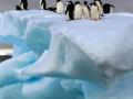 Україна очолила Комісію зі збереження морських живих ресурсів Антарктики