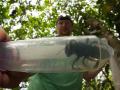 Пчелу-гиганта, которую не видели 38 лет, нашли в Индонезии