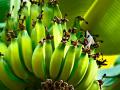 Ученые предупреждают об исчезновении бананов