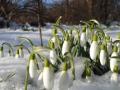 Весна не спешит: в Украине прогнозируют мокрый снег и 7° мороза